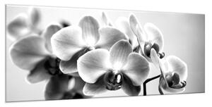 Obraz skleněný černobílá orchidej - 30 x 40 cm