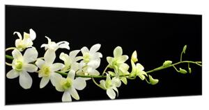 Obraz skleněný bílo žlutá orchidej - 34 x 72 cm
