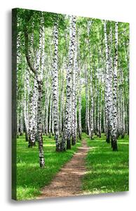 Vertikální Foto obraz canvas Břízový les ocv-72008016