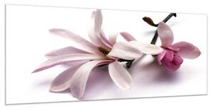 Obraz skleněný květ růžové magnolie na bílém pozadí - 34 x 72 cm
