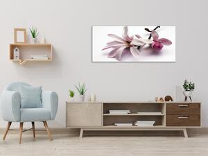 Obraz skleněný květ růžové magnolie na bílém pozadí - 40 x 60 cm