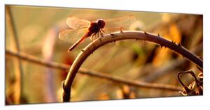 Obraz skleněný vážka v přírodě - 50 x 70 cm