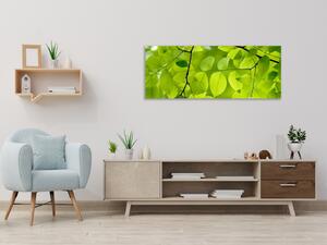 Obraz skleněný detail listí stromu buk - 100 x 150 cm