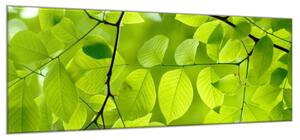 Obraz skleněný detail listí stromu buk - 52 x 60 cm