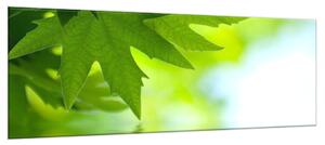 Obraz skleněný větev a listy nad hladinou vody - 100 x 150 cm
