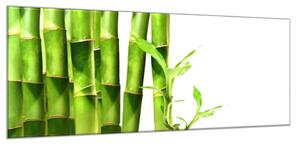 Obraz skleněný detail bambus zelený na bílém pozadí - 34 x 72 cm