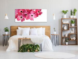 Obraz skleněný růžové květy na bílém pozadí - 70 x 100 cm