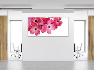 Obraz skleněný růžové květy na bílém pozadí - 30 x 60 cm
