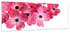 Obraz skleněný růžové květy na bílém pozadí - 60 x 90 cm