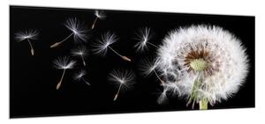 Obraz skleněný květ odkvetlá pampeliška a letící padáčky - 40 x 60 cm