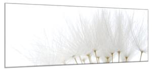 Obraz skleněný odkvetlé bílé chmýří pampelišky - 100 x 150 cm