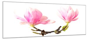 Obraz skleněný květy dvě magnolie na větvi - 34 x 72 cm