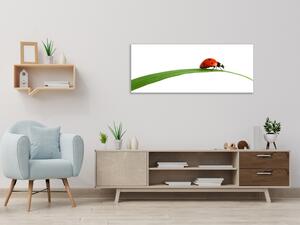 Obraz skleněný beruška na listu trávy - 30 x 60 cm