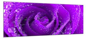 Obraz skleněný detail fialová růže s kapkami rosy - 100 x 150 cm