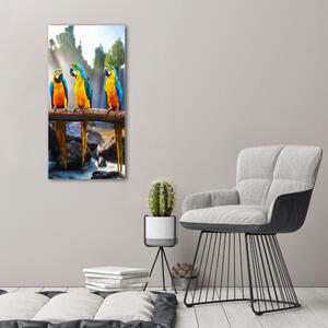 Vertikální Vertikální Foto obraz na plátně do obýváku Papoušci Ara ocv-73798945