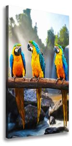 Vertikální Vertikální Foto obraz na plátně do obýváku Papoušci Ara ocv-73798945
