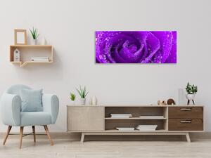 Obraz skleněný detail fialová růže s kapkami rosy - 30 x 60 cm