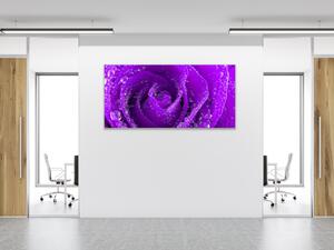 Obraz skleněný detail fialová růže s kapkami rosy - 30 x 40 cm