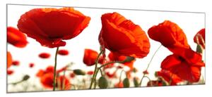Obraz skleněný květy vlčí máky - 40 x 60 cm