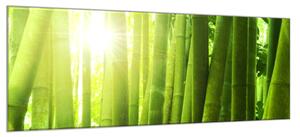 Obraz skleněný bambusový les - 50 x 70 cm
