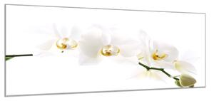 Obraz skleněný květy bílá orchidej - 30 x 60 cm