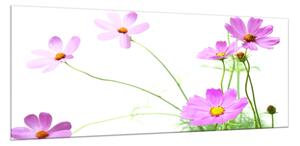 Obraz skleněný květ fialová kopretina na zelených stoncích - 30 x 60 cm