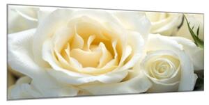 Obraz skleněný detail květy bílé růže - 100 x 150 cm
