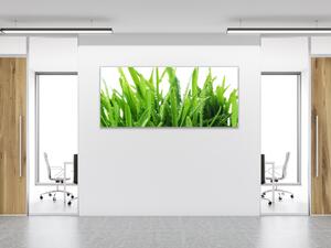 Obraz skleněný zelená tráva s rosou - 30 x 60 cm