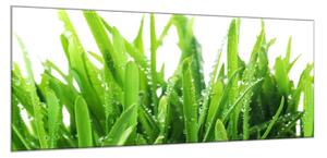 Obraz skleněný zelená tráva s rosou - 100 x 150 cm