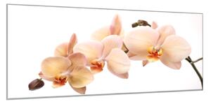 Obraz skleněný květy losová orchidej - 34 x 72 cm