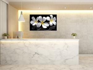 Obraz skleněný bílý květ plumerie - 30 x 60 cm