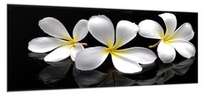Obraz skleněný bílý květ plumerie - 60 x 90 cm