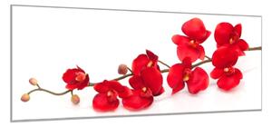 Obraz skleněný květy červená orchidej - 52 x 60 cm