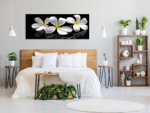 Obraz skleněný bílý květ plumerie - 70 x 100 cm