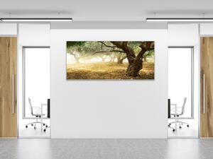 Obraz skleněný strom olivovník - 30 x 60 cm