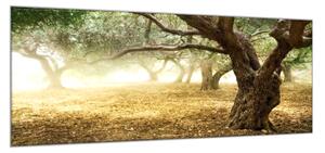 Obraz skleněný strom olivovník - 100 x 150 cm