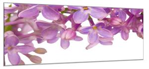 Obraz skleněný fialové květy šeříku - 52 x 60 cm
