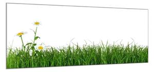Obraz skleněný tráva s květem kopretiny - 50 x 100 cm