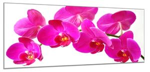 Obraz skleněný květ tyrkysově růžové orchideje - 100 x 150 cm