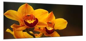 Obraz skleněný oranžový květ orchideje na hnědém pozadí - 50 x 100 cm