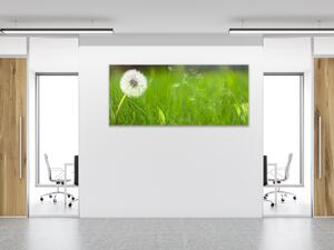 Obraz skleněný bílá odkvetlá pampeliška v trávě - 50 x 100 cm