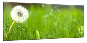 Obraz skleněný bílá odkvetlá pampeliška v trávě - 60 x 90 cm