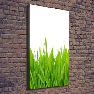 Vertikální Foto obraz na plátně Zelená tráva ocv-78248297
