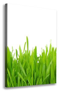 Vertikální Foto obraz na plátně Zelená tráva ocv-78248297