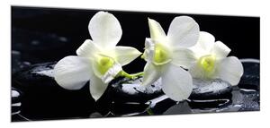 Obraz skleněný květy bílá orchidej na černém kameni - 40 x 60 cm