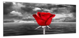 Obraz skleněný květ červené růže na šedém pozadí - 50 x 70 cm