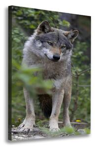Vertikální Foto obraz canvas Vlk v lese ocv-79173731