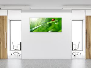 Obraz skleněný beruška na stéblu trávy s rosou - 30 x 60 cm