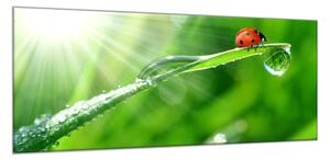 Obraz skleněný beruška na stéblu trávy s rosou - 30 x 60 cm