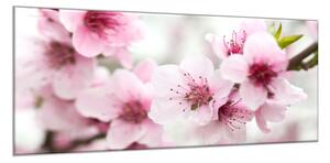 Obraz skleněný rozkvetlé růžové květy na větvi - 50 x 70 cm